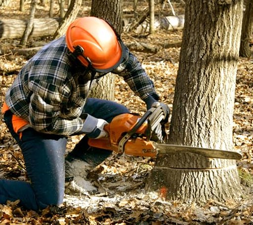 Tree Removal in Sheppard Afb, TX